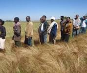 Shire Agriculture Poly Technic College E-learning Plat form